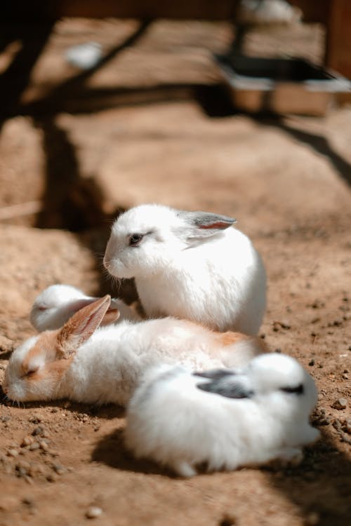 Fotobanka s bezplatnými fotkami na tému dno, domáce zvieratá, hlodavce