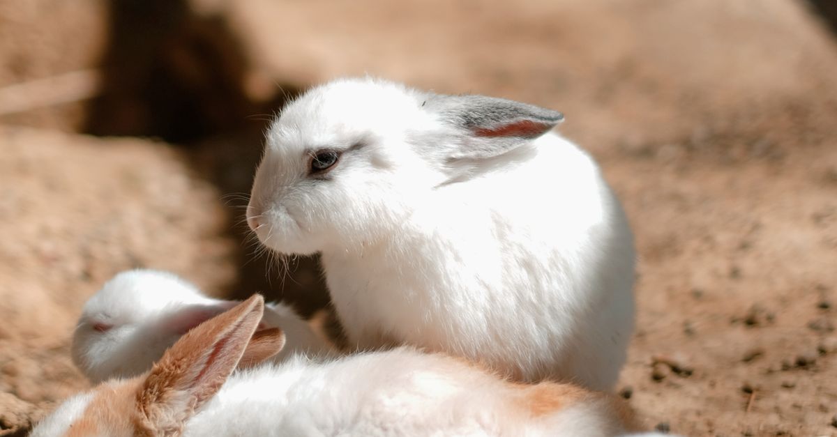 Pets Rabbits Kittens · Free Stock Photo