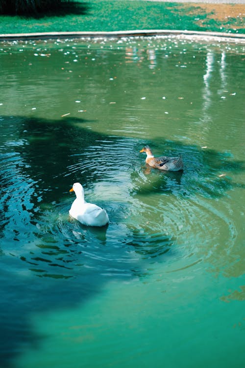 Imagine de stoc gratuită din fotografie cu animale sălbatice, fotografie de animale, fotografiere verticală