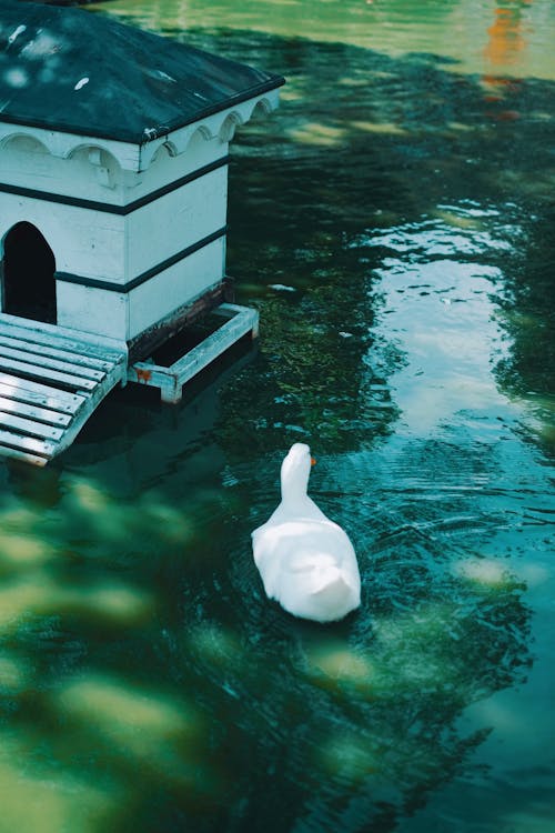 Fotobanka s bezplatnými fotkami na tému biela kačica, jazierko, pohľad zozadu
