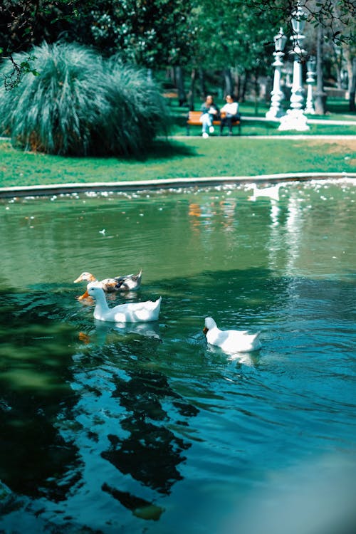 アヒル, スイミングプール, プールの無料の写真素材