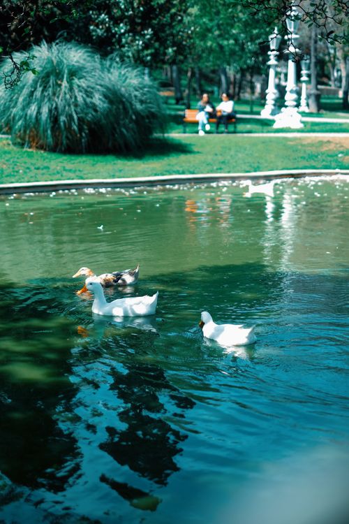 Free Calm park scene with ducks swimming in a pond and distant people on benches. Stock Photo