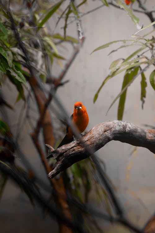 A small bird sitting on a branch in a tree