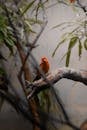 A small bird sitting on a branch in a tree