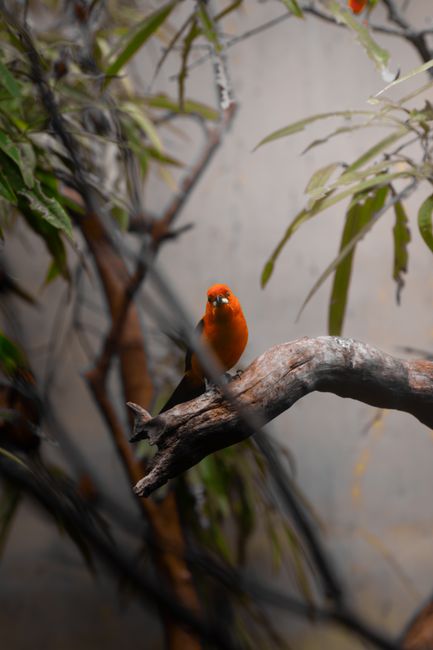 Scarlet Tanager perched on a branch in a forest setting in Copenhagen, Denmark.