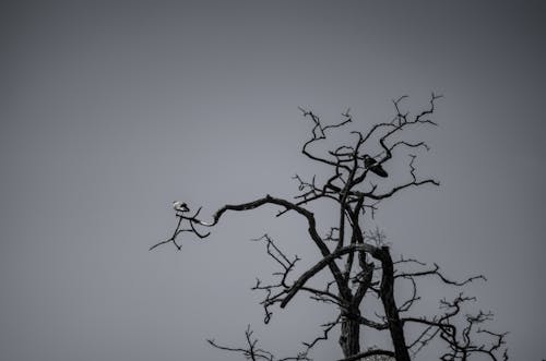 birds on the tree