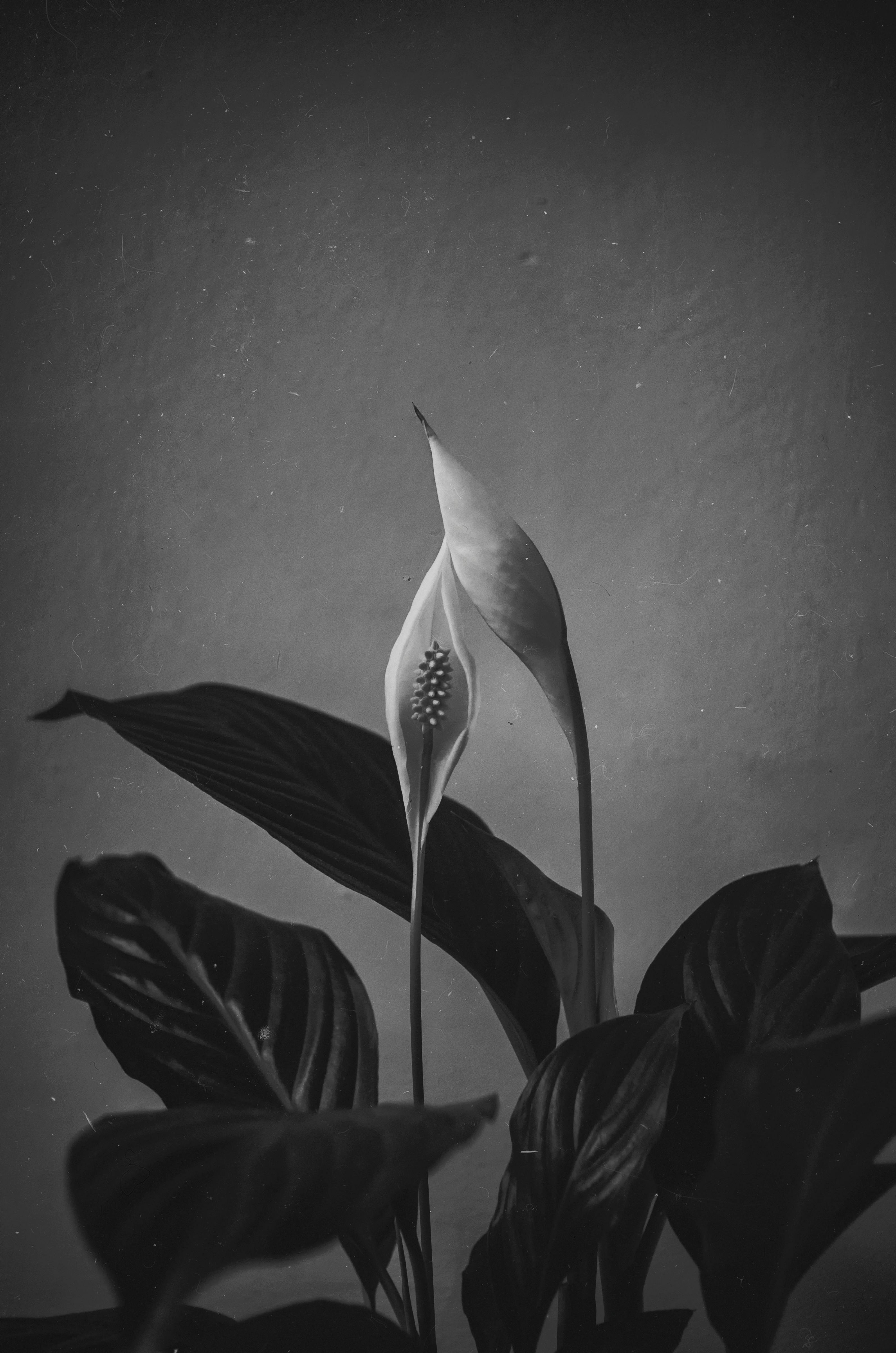 Black and white photo of a delicate peace lily, showcasing its elegant bloom and broad leaves.