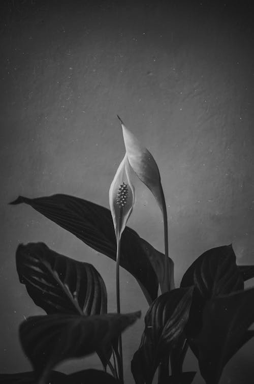 Darmowe zdjęcie z galerii z czarno-biały, kwiaty, kwitnięcie