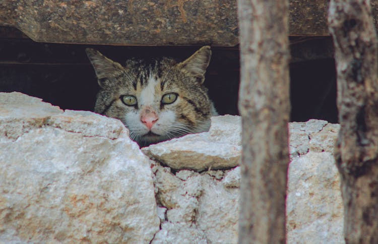 Cat Peeking Behind Rocks