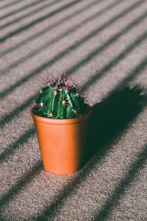 Foto Van Cactus On Pot