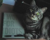 一只迷人的虎斑猫躺在桌上，笔记本和笔的旁边，尽显猫科动物的好奇心