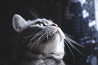 可爱的灰色虎斑猫抬起脸，看着胡须