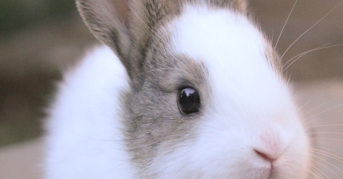 Head of White Rabbit · Free Stock Photo