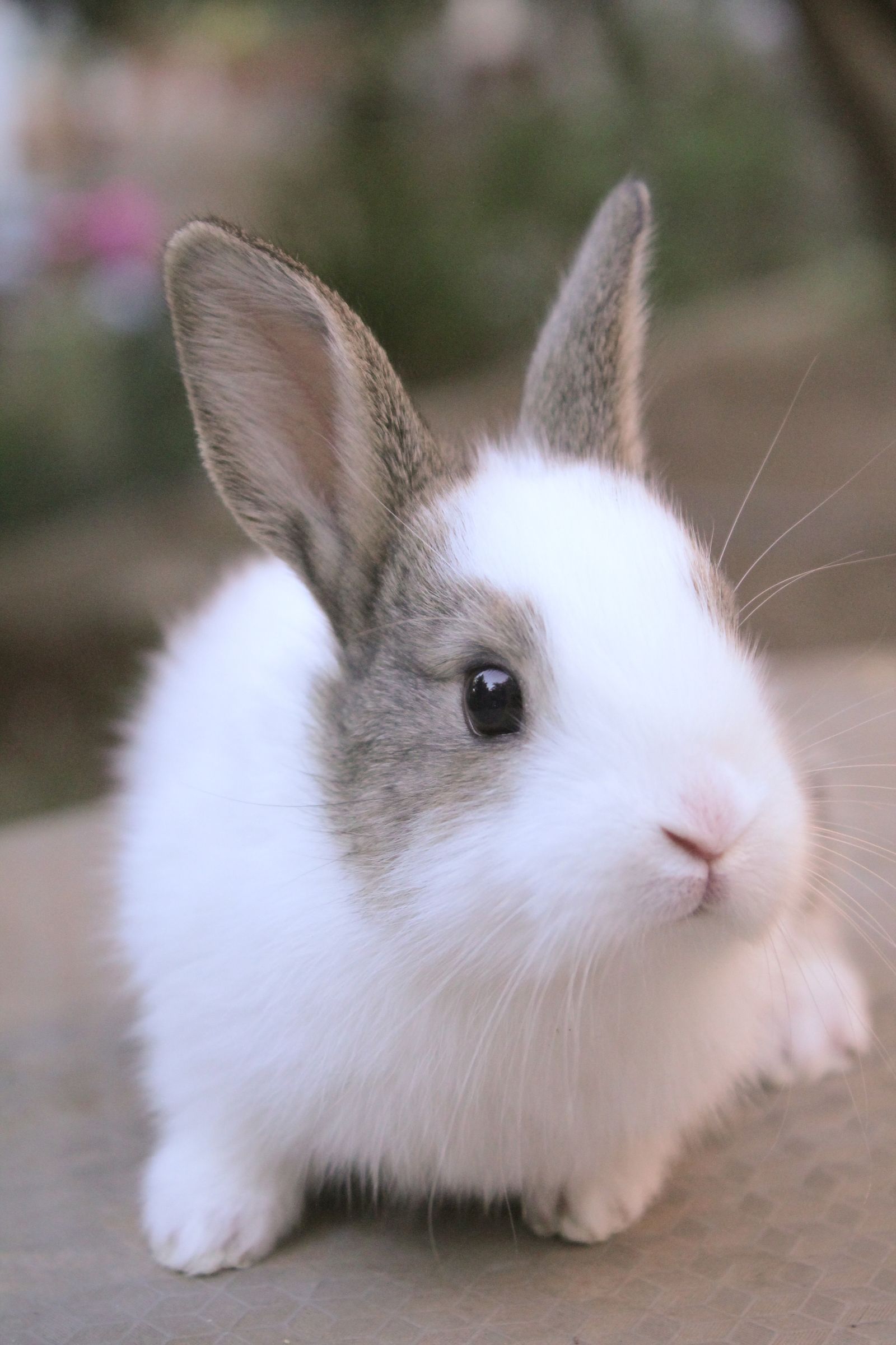 Portrait of Pet Rabbit · Free Stock Photo