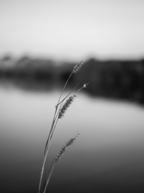 Black and white photograph of a plant near a lake