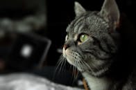 一只虎斑猫的特写肖像，绿眼睛专注而好奇