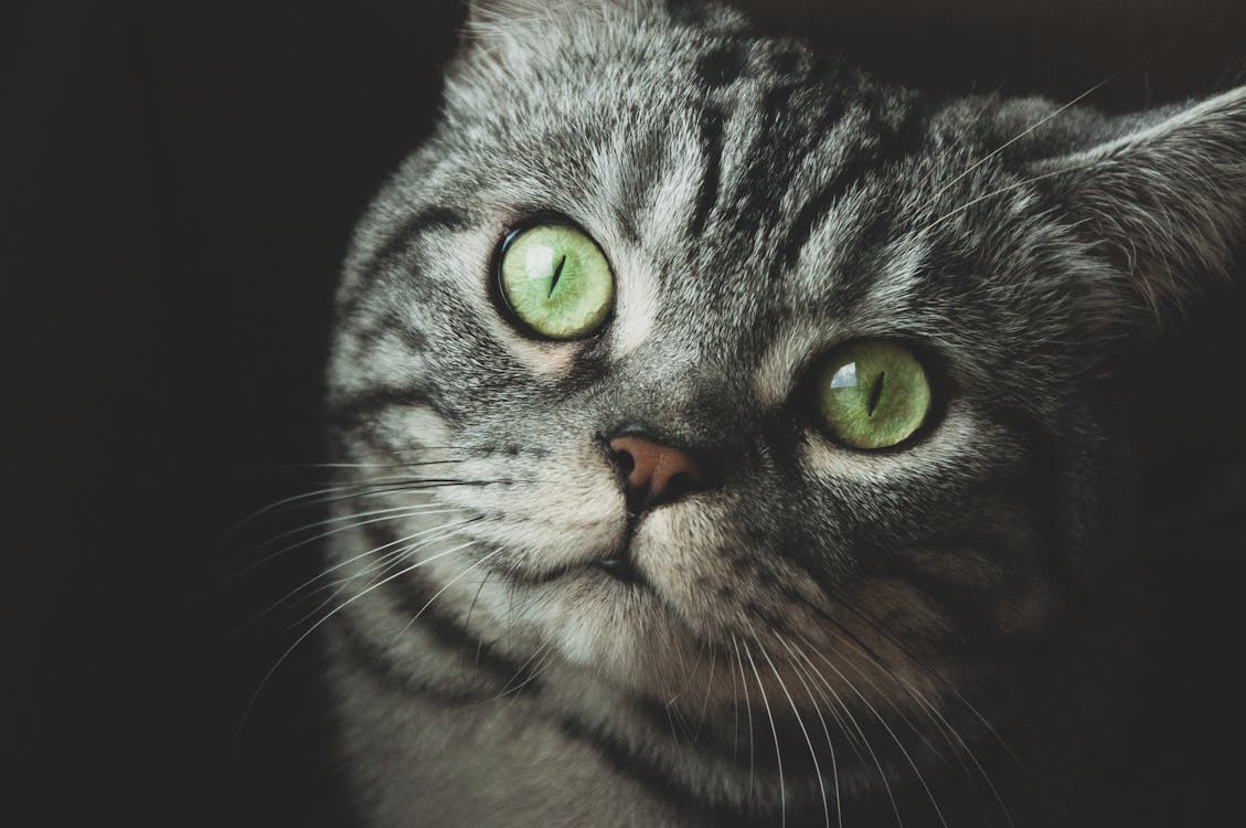 Close Up Photo Of Gray Cat