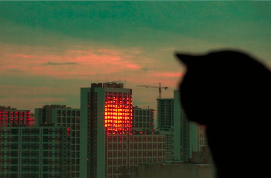 Silhouette of a cat against a city skyline at sunset with modern buildings reflecting the orange-tinged sky.