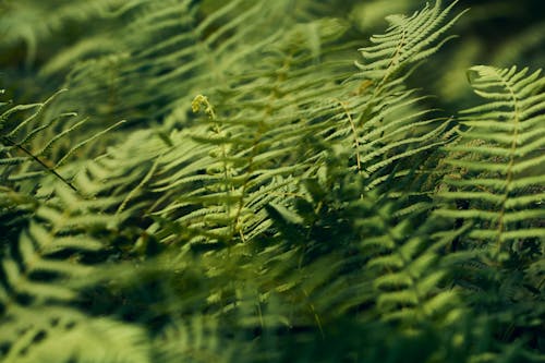 Free Close-Up Photo of Fern Plants Stock Photo