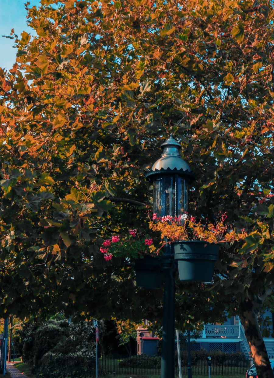 Ornate lamppost in a Cape May park in autumn