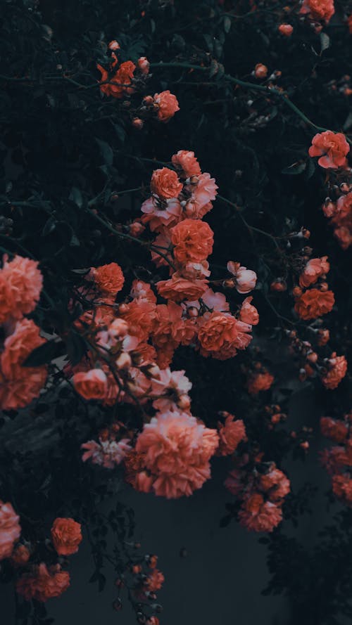 가지, 꽃, 꽃이 피는의 무료 스톡 사진