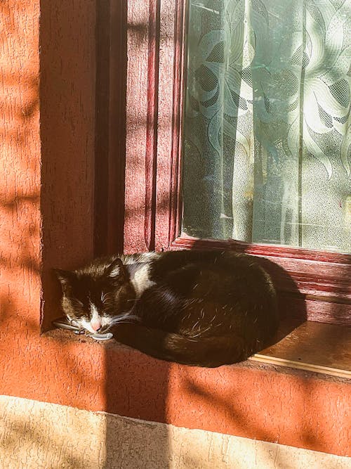 Free Cat Sleeping on a Window Sill Stock Photo