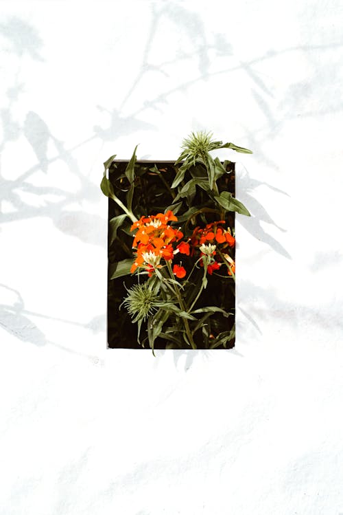 Darmowe zdjęcie z galerii z białe tło, dziura, kwiaty