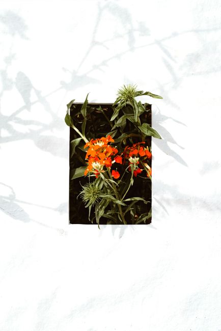 Top view of vibrant orange flowers in a rectangular black planter against a white background, casting shadows.