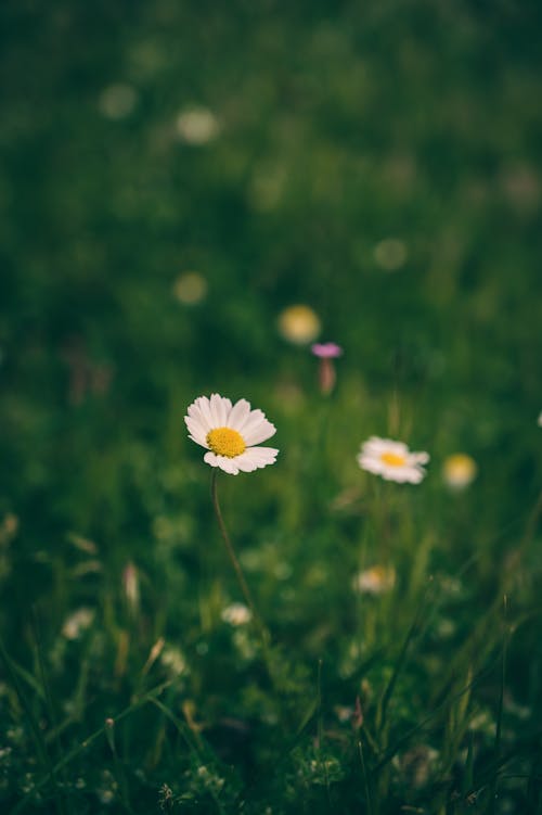 Kostnadsfri bild av blommor, chamomiles, fält