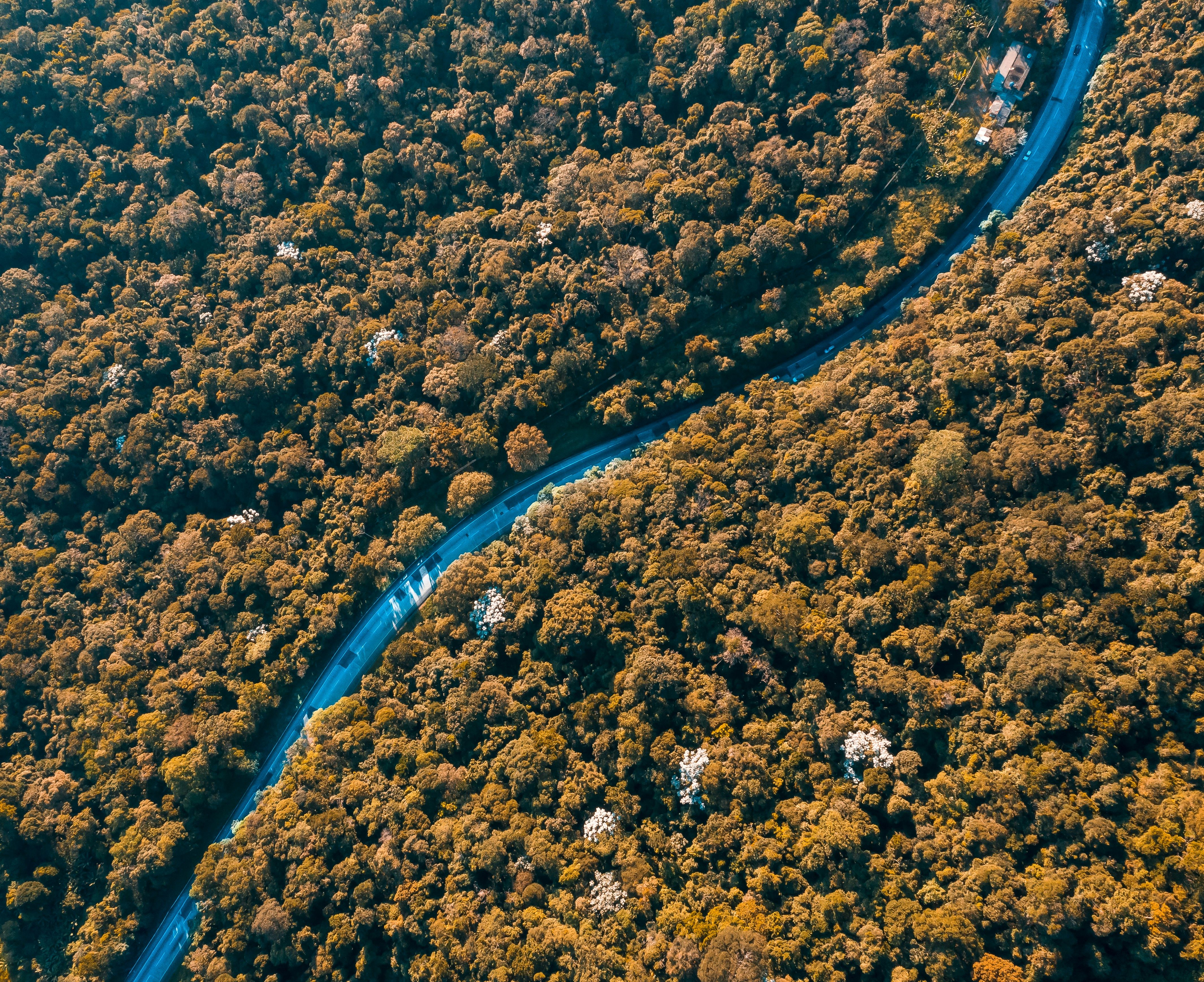 Unbeatable Helicopter Tour Over Victoria Falls Review: The Flight of Angels Experience Review 2026 - Captivating aerial view of a winding road cutting through a dense autumn forest.