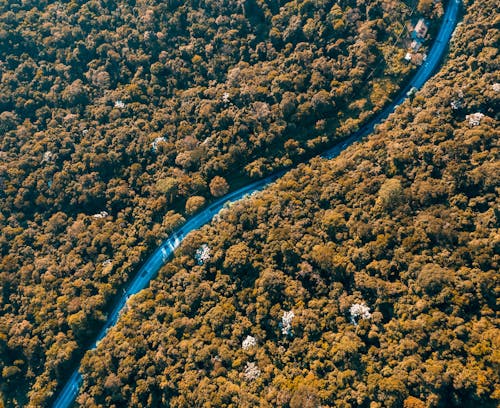 Бесплатное стоковое фото с Аэрофотосъемка, лес, осень