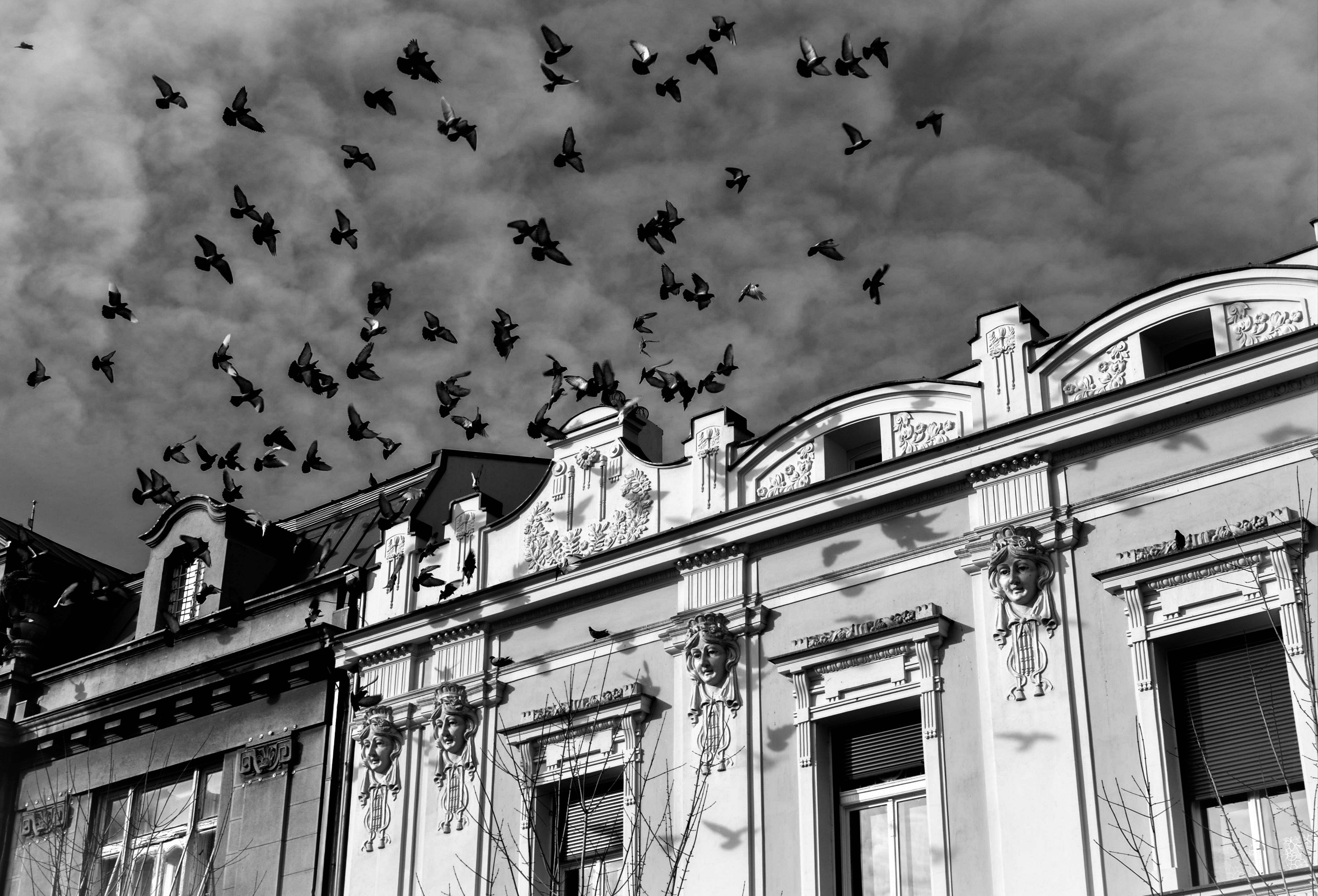 Flock of Pigeons Flying over a Building · Free Stock Photo