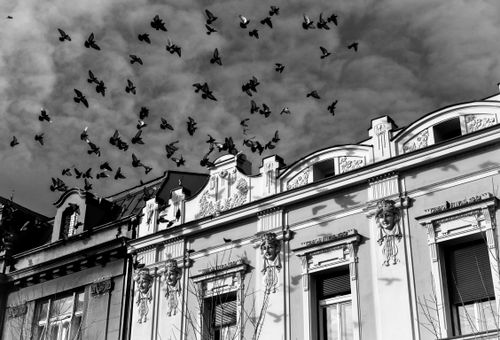 Free Black and white photo of pigeons in flight over an ornate historic building facade. Stock Photo