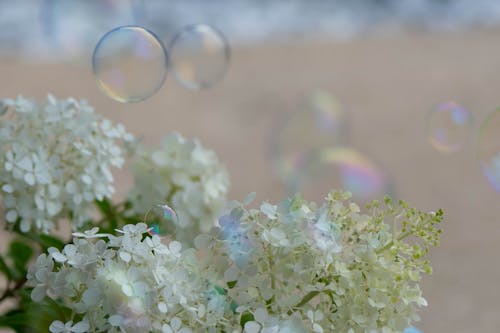 Bubbles & white hydrangea