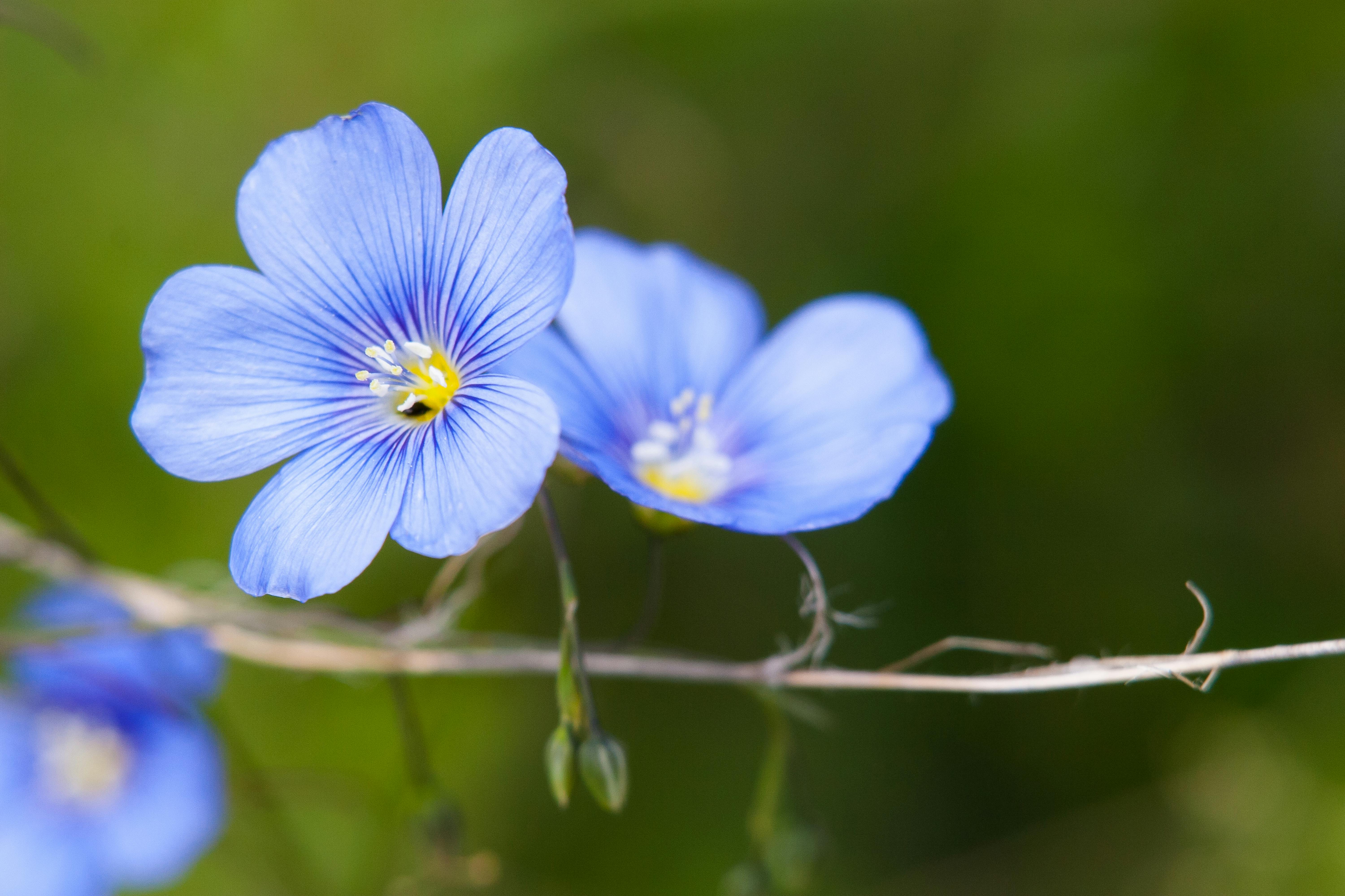 Kostenloses Foto zum Thema blau  blume blumen 