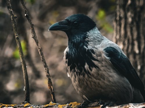 Gratis arkivbilde med bakgrunnsbilde, dyrefotografering, dyreverdenfotografier