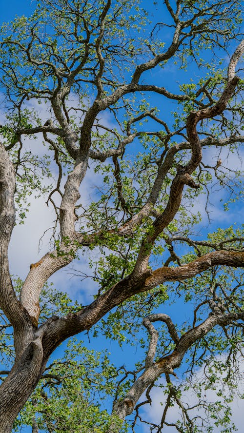 Fotos de stock gratuitas de árbol, bañador, corteza