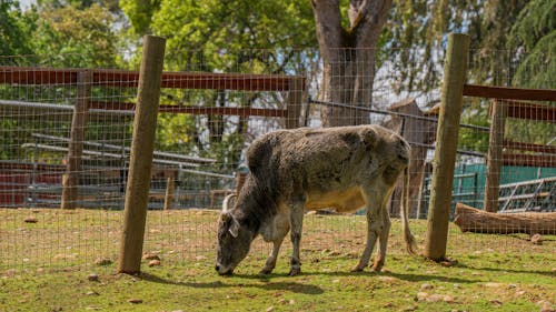 動物攝影, 围栏, 家畜 的 免费素材图片