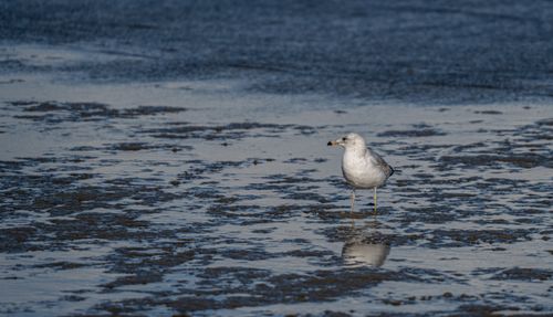 Free A lone seagull stands on a serene beach during low tide, reflecting in the wet sand. Stock Photo