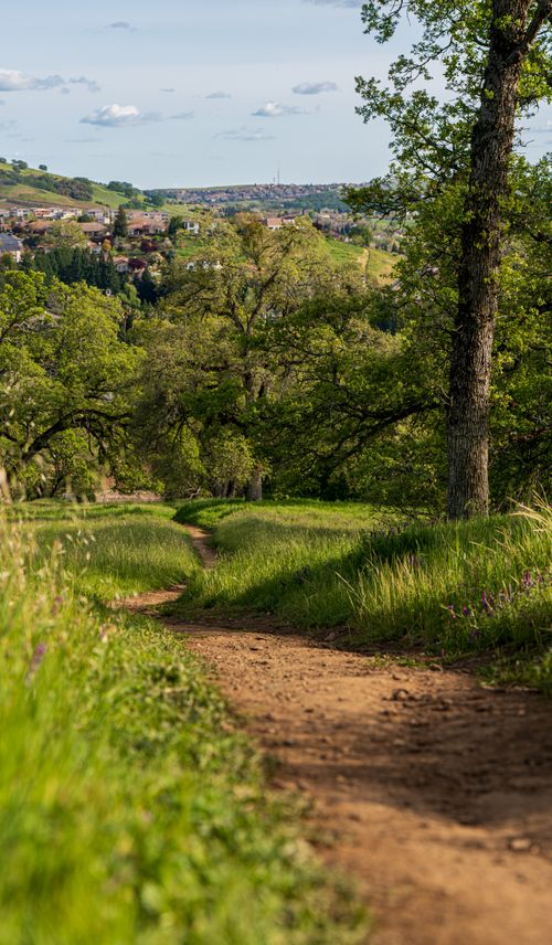 Free A peaceful footpath winds through a lush, green countryside with trees and distant houses. Stock Photo