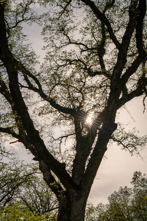 Foto d'estoc gratuïta de arbre, capvespre, llum del sol
