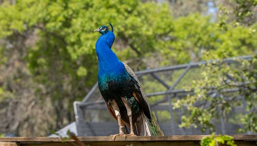 Fotos de stock gratuitas de animal, colores, cresta en forma de abanico