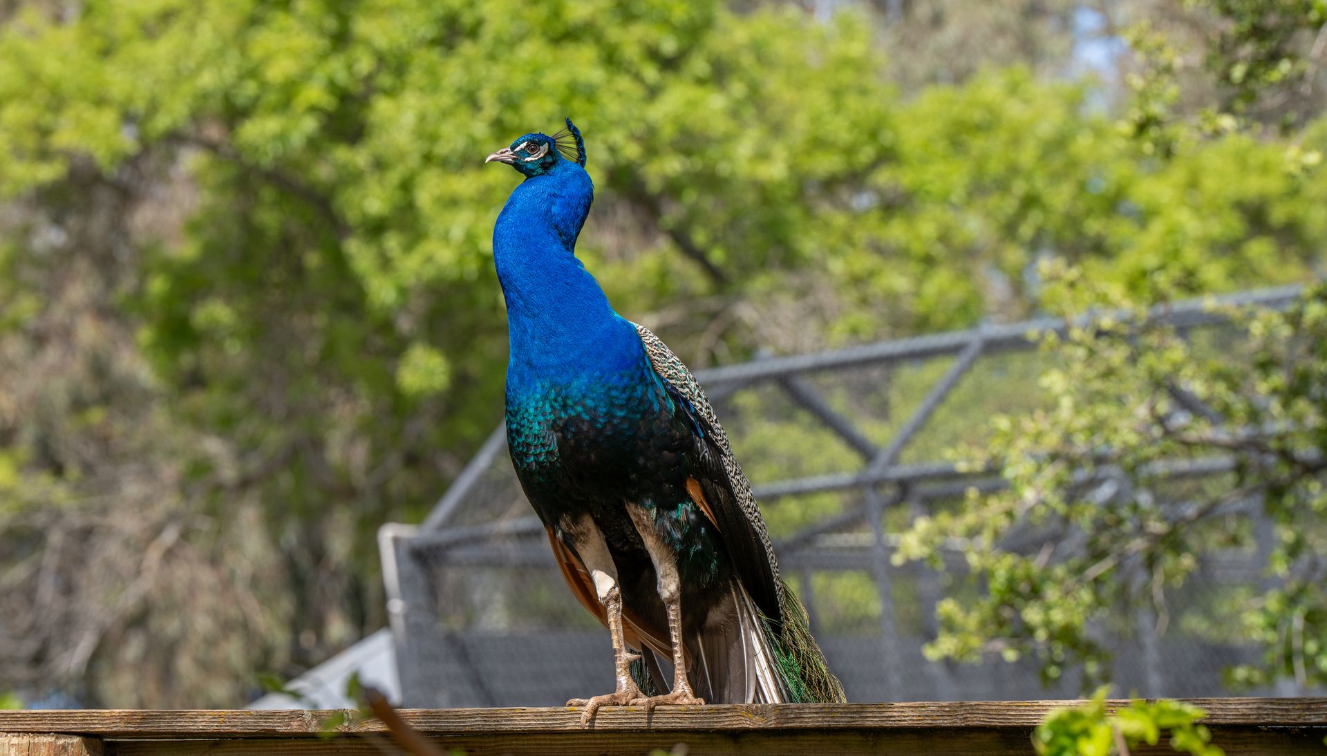 Peacock Among Trees