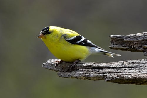 American Gold Finch on a log.