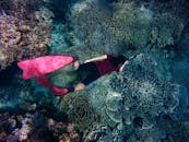 在清澈的海水中，一名自由潜水员探索着色彩缤纷、鳍粉红色的珊瑚礁