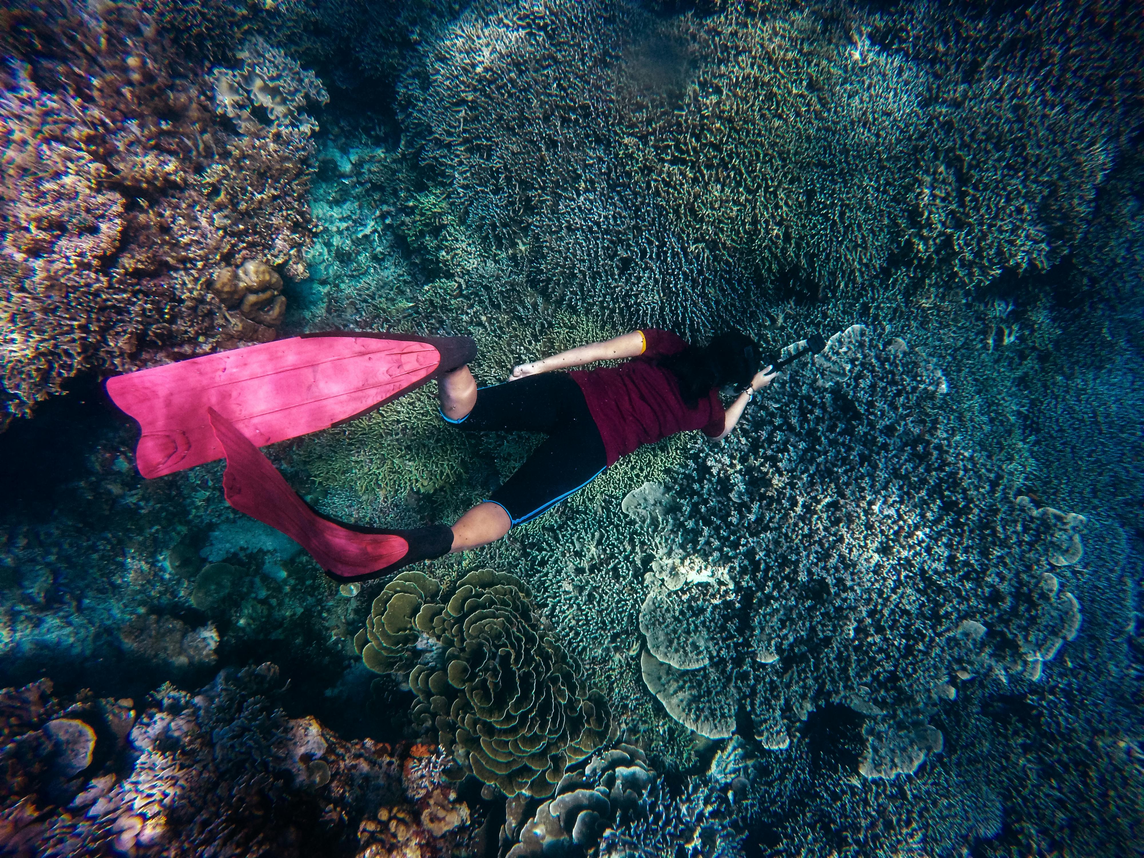 Marine and Wildlife Encounters, Things to Do in Mauritius in August 