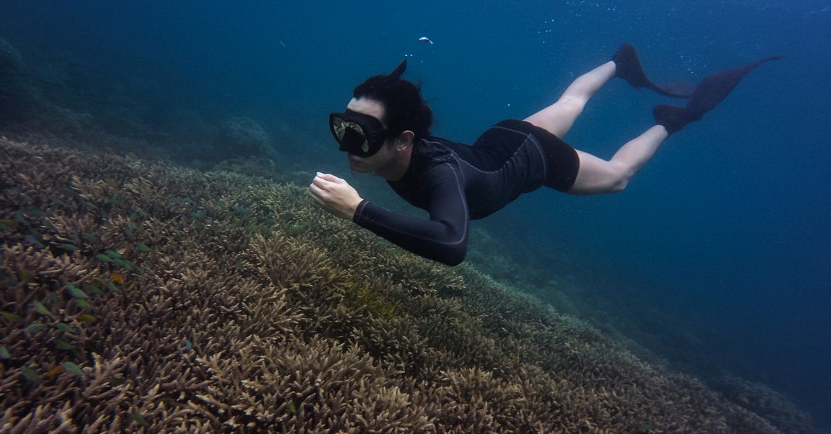 Diver snorkeling over vibrant coral reef showcasing marine life exploration.