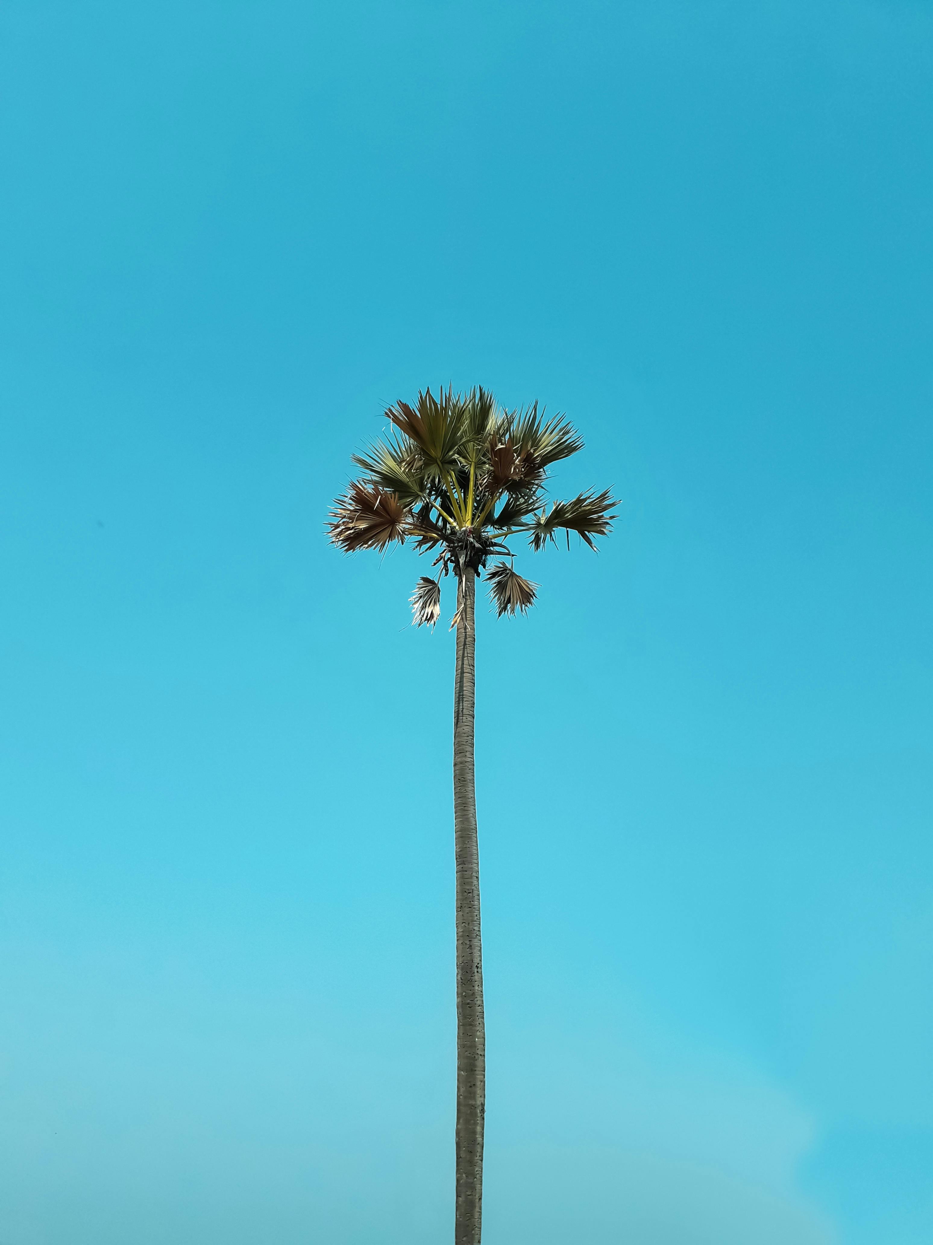 印度孟买，晴朗蓝天下，一棵孤独的棕榈树构成了一幅极简主义景观