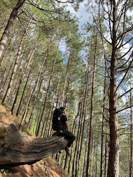 一位孤独的徒步旅行者坐在弯曲的树干上，凝视着雄伟的森林，享受着大自然的宁静