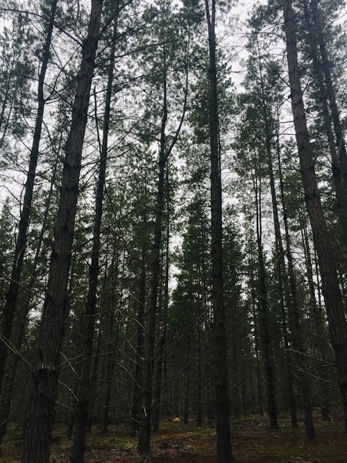 Free Low Angle Photography of Tall Trees Stock Photo